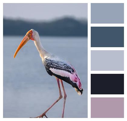 Painted Stork Bird Phone Wallpaper Wildlife Wallpaper Ornithology Animal Image